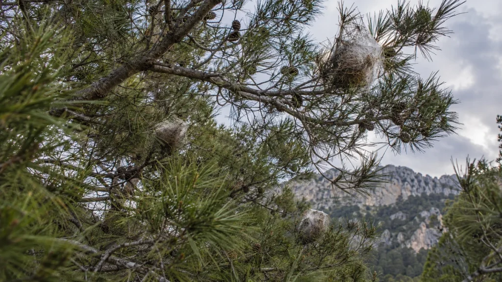 Nester des Kiefernprozessionsspinners in Pinien auf Mallorca, mit Kalksteinbergen im Hintergrund.